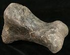 Hefty Sauropod (Diplodocus) Metatarsal - Dana Quarry #10127-3